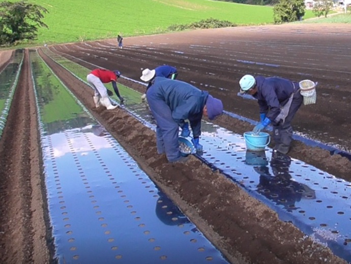 八幡平バイオレットの畑と作業風景